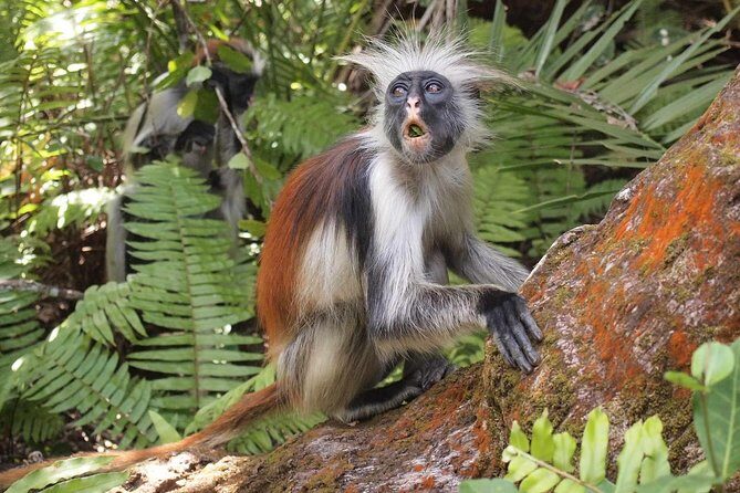 Jozani Forest Reserve Half-Day Guided Tour from Zanzibar - What the private format really changes for you