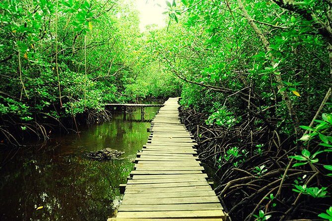 Jozani Forest Reserve Half-Day Guided Tour from Zanzibar - Price and value: is $115 per person fair?