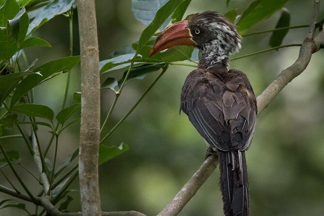 Jozani Forest Reserve Half-Day Guided Tour from Zanzibar - What to expect physically (and what to pack)