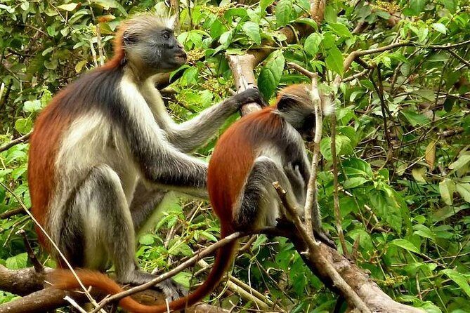 Jozani Forest Reserve Half-Day Guided Tour from Zanzibar - Ranger-led trail: finding red colobus monkeys the right way