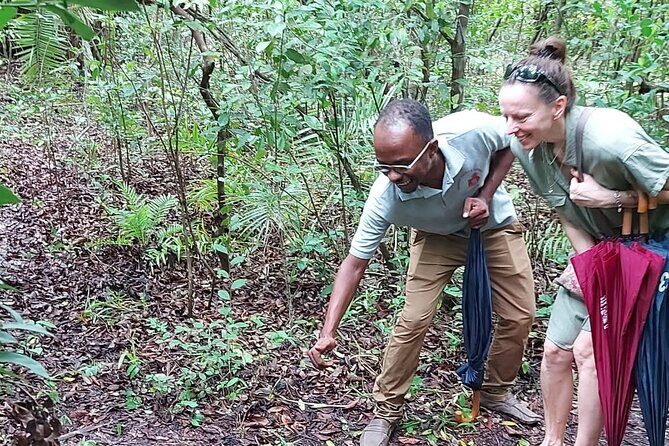 Jozani Forest Tour - Medicinal Plant Lessons in the Eucalyptus and Mahogany Stretch