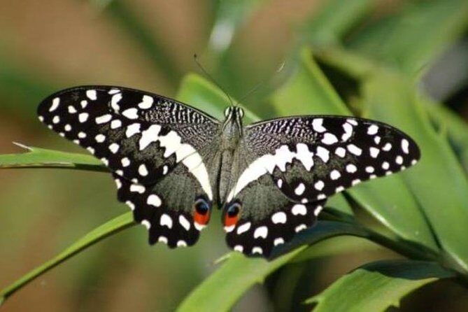 Jozani forest tour + Spice Tour - Getting From Zanzibar City Into Jozani Forest (Without Losing Your Day)