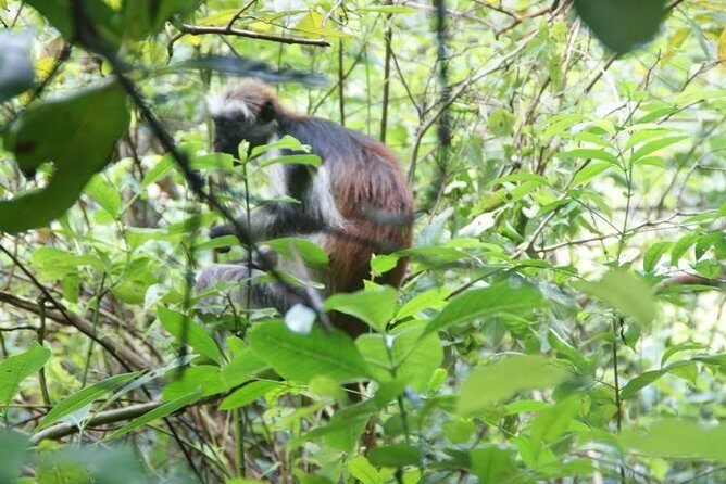 Jozani forest tour + Spice Tour - The Mangrove Boardwalk and Turtle Sanctuary Stop That Adds Variety