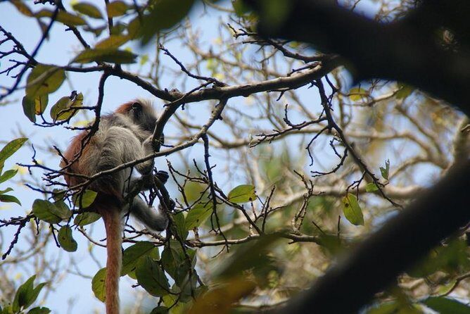 Jozani forest tour + Spice Tour - Jambo Spice Farm: Learning Zanzibar Flavors, Then Eating Them