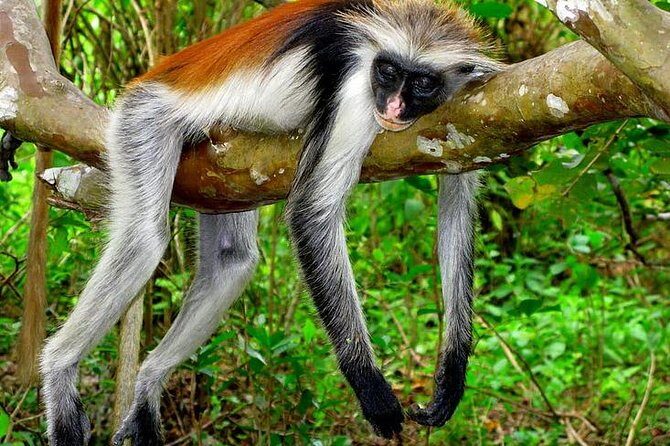 Jozani forest tour + Spice Tour - Seeing Red Colobus Monkeys Without Turning It Into a Stress Test