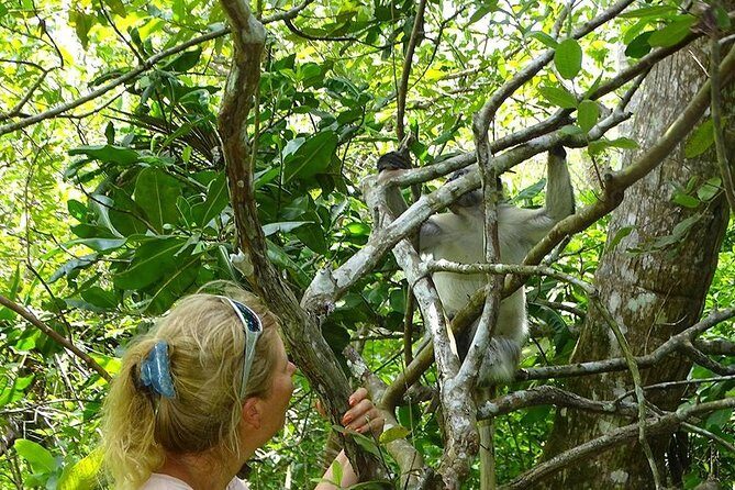 Jozani Forest Tour - Mangrove boardwalk: when the air changes and the scenery gets quieter