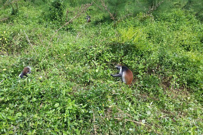 Jozani Forest - What else lives here besides monkeys (and why it makes the walk better)