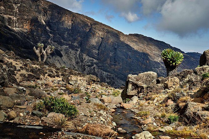 Kilimanjaro climb, Lemosho Route (8-day) - Lemosho’s slower start: rainforest, Shira views, and fewer altitude surprises