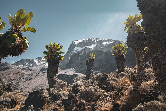 Kilimanjaro climb, Machame Route (7-day) - Arrival day in Moshi: airport pickup, briefing, and the Aishi Machame Hotel reset