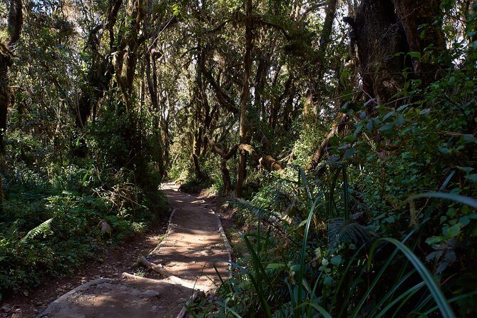 Kilimanjaro climb, Marangu route (6-day) - Day 4: second acclimatization day near Kibo Hut, with options to rest