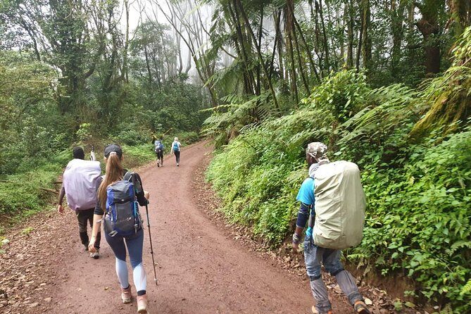 Kilimanjaro Climbing 5 days Marangu route - Day 2: Mandara to Horombo Hut (The Long Alpine-Moor Stretch)
