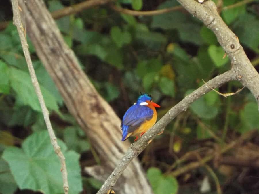 Kilimanjaro: Village Walk, Coffee Tour, Waterfall, and Lunch - Key highlights worth showing up for