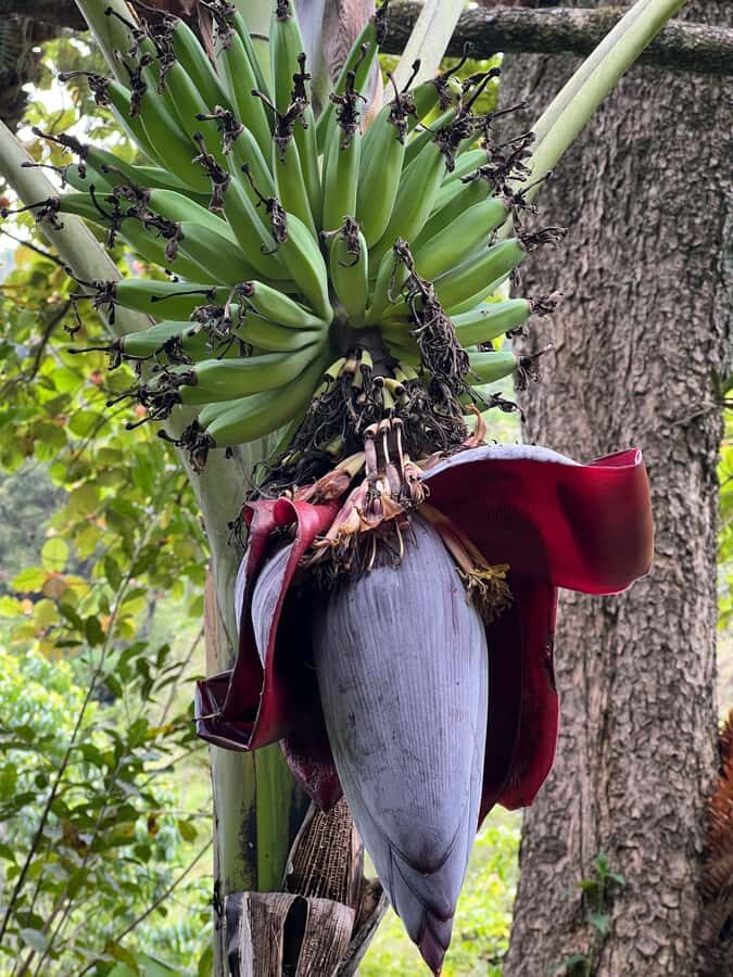 Kilimanjaro: Village Walk, Coffee Tour, Waterfall, and Lunch - Coffee ceremony: grind your own cup like a Chagga producer