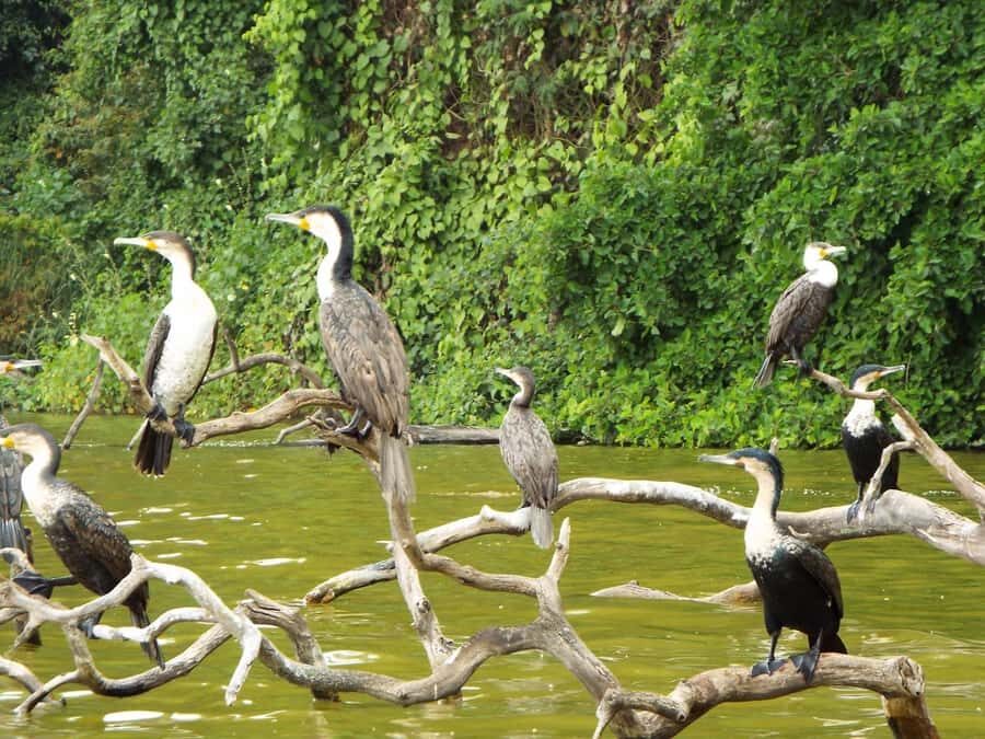Kilimanjaro: Village Walk, Coffee Tour, Waterfall, and Lunch - Price and value: what your $87 actually covers