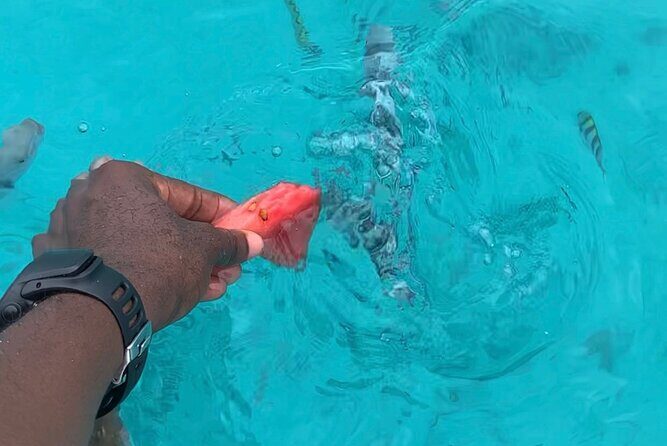 Luxury Swimming with DOLPHINS IN MNEMBA and LUNCH - What’s Included vs Not Included (So You Can Plan Smart)
