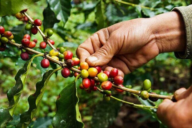 Maasai village visit, Materuni waterfalls & coffee experience - Materuni Waterfalls: Worth the Mud, If You Come Prepared