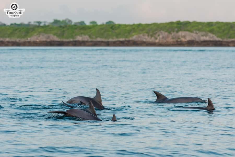 Matemwe: Mnemba Island Dolphin & Snorkeling Boat Trip - Dolphin watching: what you should expect from the boat crew