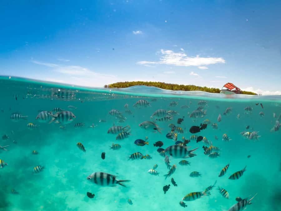 Matemwe: Mnemba Island Dolphin & Snorkeling Boat Trip - Who should book this Mnemba dolphin and snorkeling trip