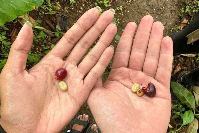 Materuni Waterfall and Coffee Plantation Half Day Tour - Coffee plantation time: how Arabica becomes your morning cup