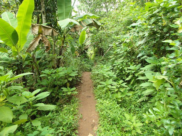 Materuni Waterfalls & Coffee Tour from Moshi - Materuni Waterfalls: swimming in Tanzania’s highest Kilimanjaro-base falls