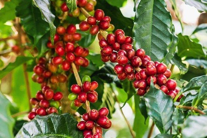 Materuni Waterfalls & Coffee Tour from Moshi - Coffee plantation time: roasting, making, and tasting the Chagga way
