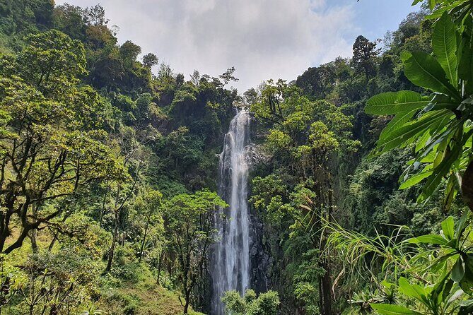 Materuni waterfalls,coffee tour & Kikuletwa(Chemka)Hot Springs - Coffee Farm Time: From Coffee Growing to Fresh Cups and Buffet Lunch