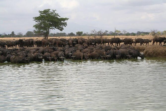 MIKUMI NATIONAL PARK - 3 Days - Dar es Salaam to Mikumi in One Shot: The Fast-Safari Trade
