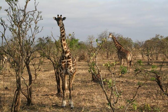 MIKUMI NATIONAL PARK - 3 Days - Day 2 Full-Day Mikumi Game Drive: Where Your Chances Grow