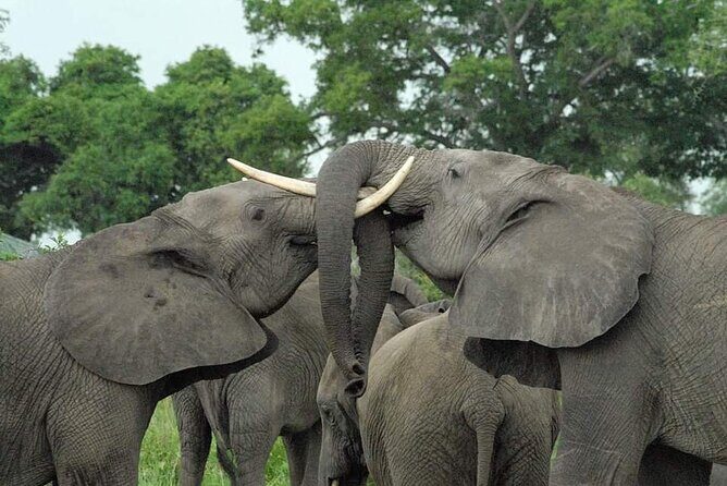 Mikumi National Park Day Trip - Key Things You’ll Notice on This Mikumi Day Trip