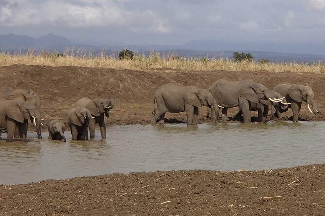 Mikumi National Park Day Trip - Lunch and Downtime: What’s Included (and What You’ll Pay For)