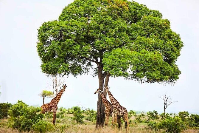 Mikumi National Park Day Trip - Guides and Group Size: How the Day Stays Organized