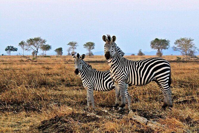 Mikumi National Park Day Trip - Price and Value of a Flight+Safari Package