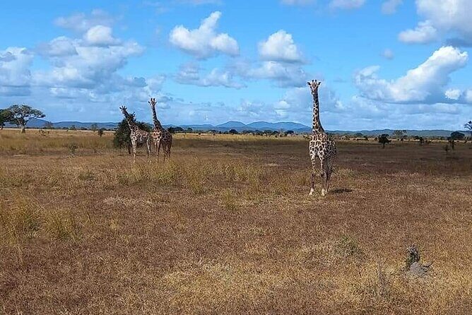 Mikumi National Park Day Trip - When This Mikumi Day Trip Fits Best (and When It Doesn’t)
