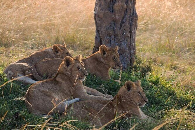 Mikumi National Park Day Trip - Should You Book This Mikumi Safari Day Trip?