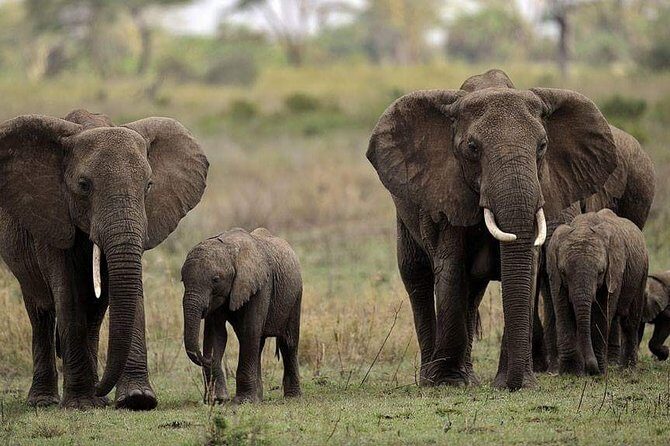 Mikumi National Park in a Day - A Day Tour from Morogoro - 5:30 a.m. Pickup from Morogoro: the timing that boosts sightings