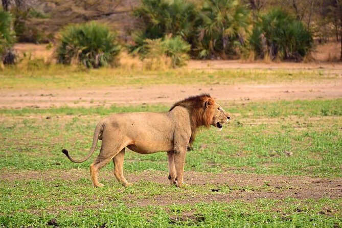Mikumi National Park in a Day - A Day Tour from Morogoro - The guides: what their approach feels like on the road
