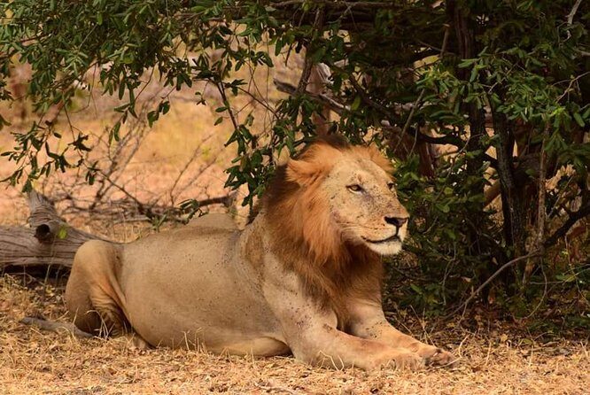 Mikumi National Park in a Day - A Day Tour from Morogoro - Optional Maasai village add-on: cultural time if you want it