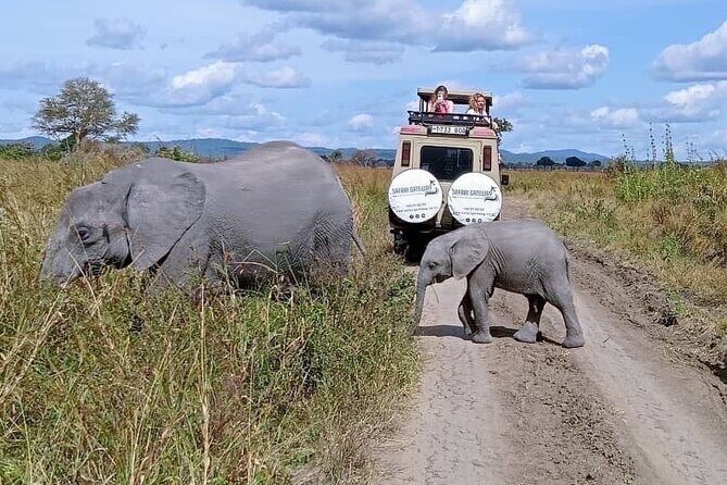Mikumi Safari Tour: Day Trip Return Flight From Zanzibar - Key points worth knowing before you book