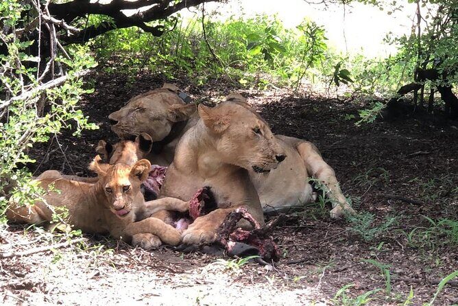 Mikumi Safari Tour: Day Trip Return Flight From Zanzibar - Game drive time in the park: how guide choices change your odds