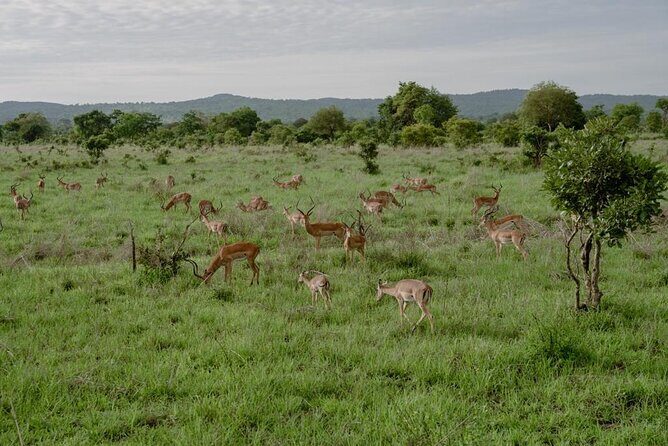 Mikumi Safari Tour: Day Trip Return Flight From Zanzibar - Price and value: what $600 buys you (and what it doesn’t)