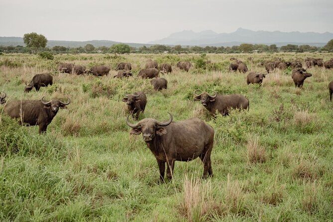 Mikumi Safari Tour: Day Trip Return Flight From Zanzibar - What’s included vs. not included (so you don’t get surprised)
