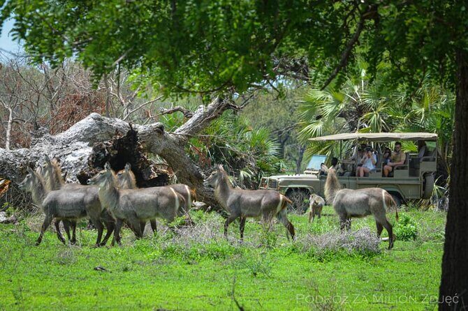 Mikumi Safari Tour: Day Trip Return Flight From Zanzibar - Mikumi National Park and the Mkata Floodplain: where wildlife concentrates