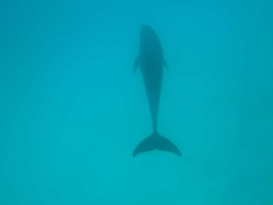 Mnemba dolphin & snorkel: from matemwe, pwani, kwingwa, Uroa - Sand bank at low tide: pure relaxation, with one tide caveat