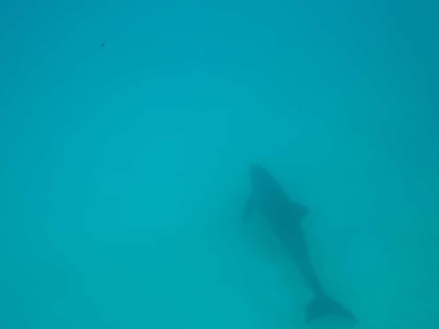 Mnemba dolphin & snorkel: from matemwe, pwani, kwingwa, Uroa - The value case: is $52 for 4 hours a good deal?