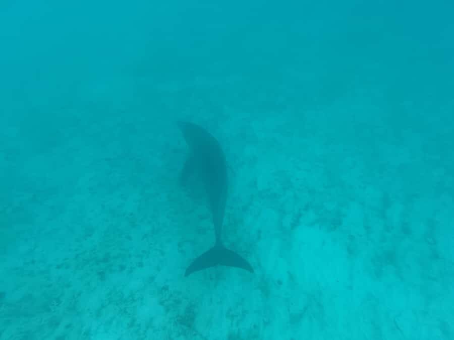 Mnemba dolphin & snorkel: from matemwe, pwani, kwingwa, Uroa - What to bring (and what to leave behind) for an easier time