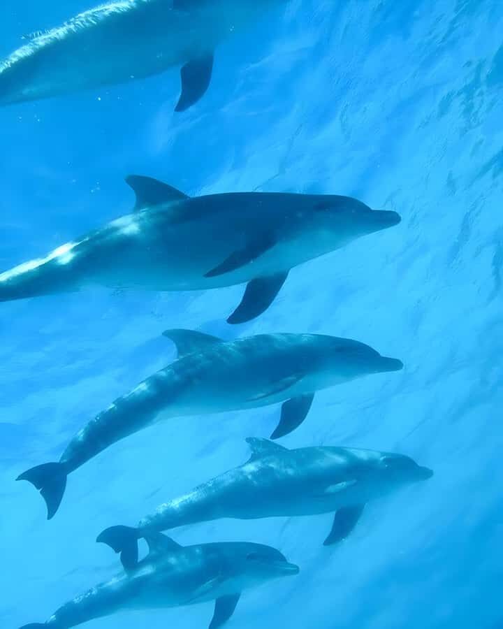 Mnemba Island: Dolphin Swim & Snorkeling with Optional Lunch - Key things that make this tour worth your time