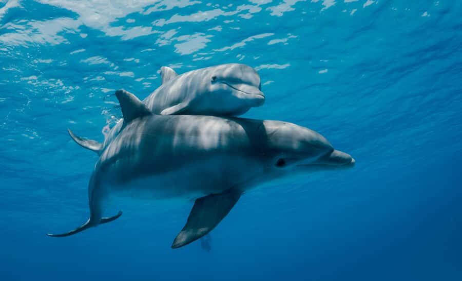 Mnemba Island: Dolphin Swim & Snorkeling with Optional Lunch - Why Mnemba Island is the star of this Zanzibar outing