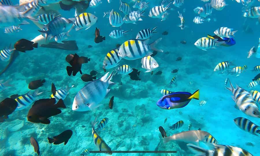 Mnemba Island: Dolphin Swim & Snorkeling with Optional Lunch - Mnemba Atoll snorkeling: reef time that actually feels productive