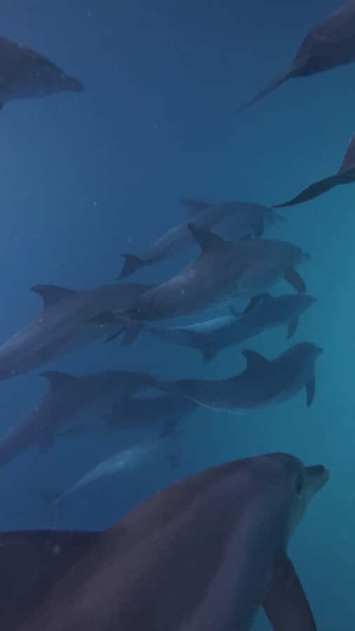 Mnemba Island: Dolphin Swim & Snorkeling with Optional Lunch - What to bring so you’re comfortable in the water