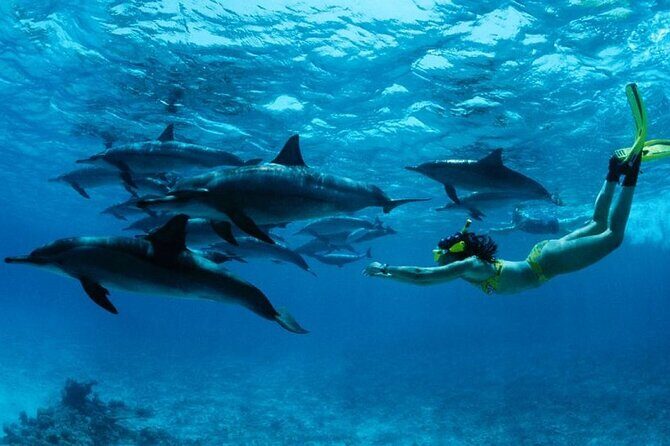 Mnemba Island snorkeling and Swimming with Dolphin - Key Highlights You’ll Care About